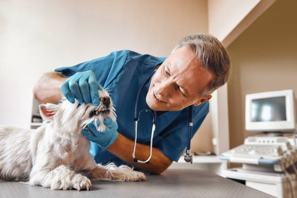 Best Emergency Dentist for Knocked-Out Tooth in Port Angeles East, WA